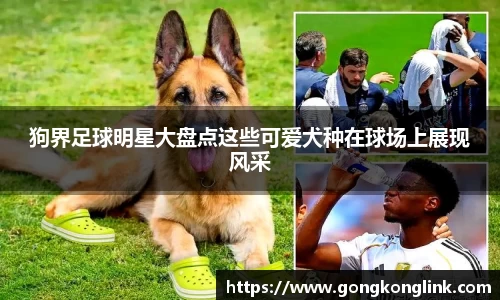 狗界足球明星大盘点这些可爱犬种在球场上展现风采